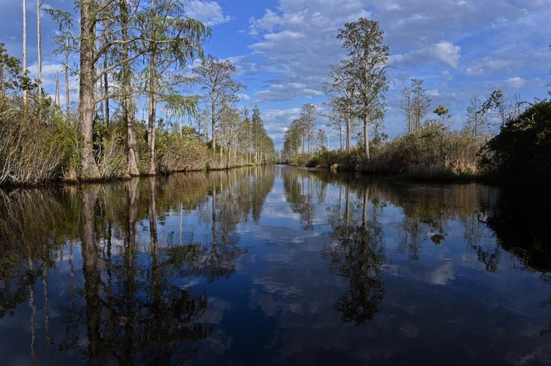 Picture shows Okefenokee Swamp covered with waterlilies, neverwet, pipewort, ferns, maidencane, and a variety of sedges and grasses, Monday, Mar. 18, 2024, in Folkston. Last month, the Georgia Environmental Protection Division (EPD) released draft permits to Twin Pines Minerals for a 584-acre mine that would extract titanium and other minerals from atop the ancient sand dunes on the swamp’s eastern border, which holds water in the refuge. (Hyosub Shin / Hyosub.Shin@ajc.com)