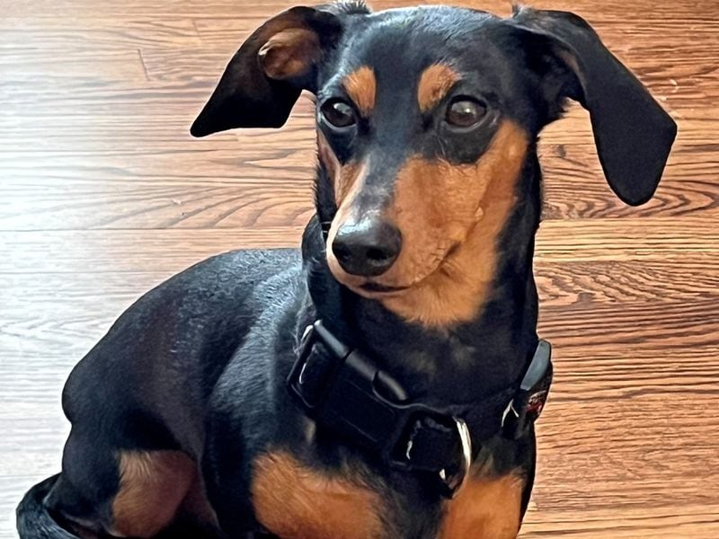 Dash Griffin, a miniature dachshund, is Mike Griffin's furry friend. (Courtesy photo)