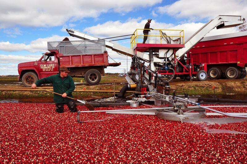 Conveyer belts shoot the fruit into trucks at Elm Lake Cranberry Co. near Wisconsin Rapids, Wis. (Katherine Rodeghier/Chicago Tribune/TNS)