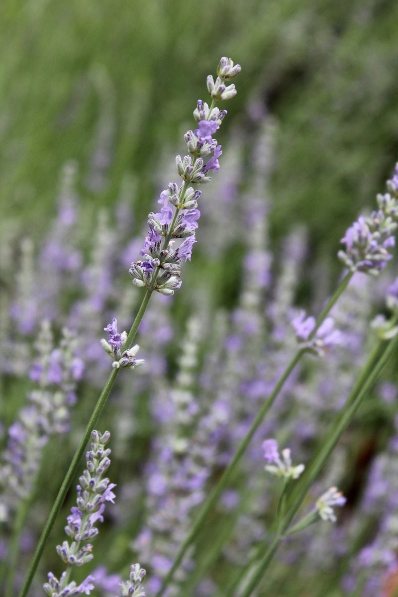 Lavender entices with its scent, but it also can add something special to a dessert or a cocktail. CONTRIBUTED BY RED OAK LAVENDER
