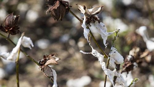 A tattered field of cotton in Newton, Ga. (ALYSSA POINTER / ALYSSA.POINTER@AJC.COM)