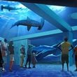 Georgia Aquarium expands shark experience