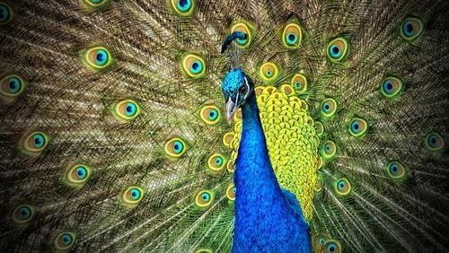 The bright, beautiful plummage peacocks are famous for is on display int his photo. This peacock is simialr to one stolen in Coconut Grove, Fla.