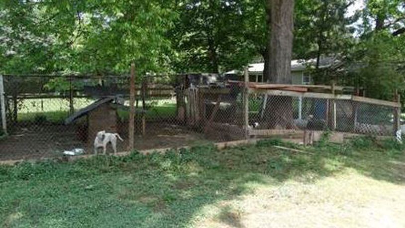 Nine chihuahuas and six pit bulls were discovered May 24 outside a home on Williams Drive. (Credit: Gwinnett County Police)