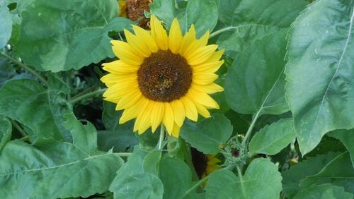 Sunflowers are good companions for your garden plants. CONTRIBUTED BY WALTER REEVES