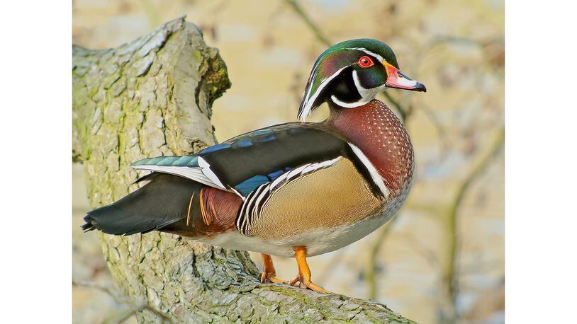 The wood duck is the most common wild duck species in Georgia. The male (shown here) is considered to be the most beautiful duck in North America. (Courtesy of Frank Vassen/Creative Commons)