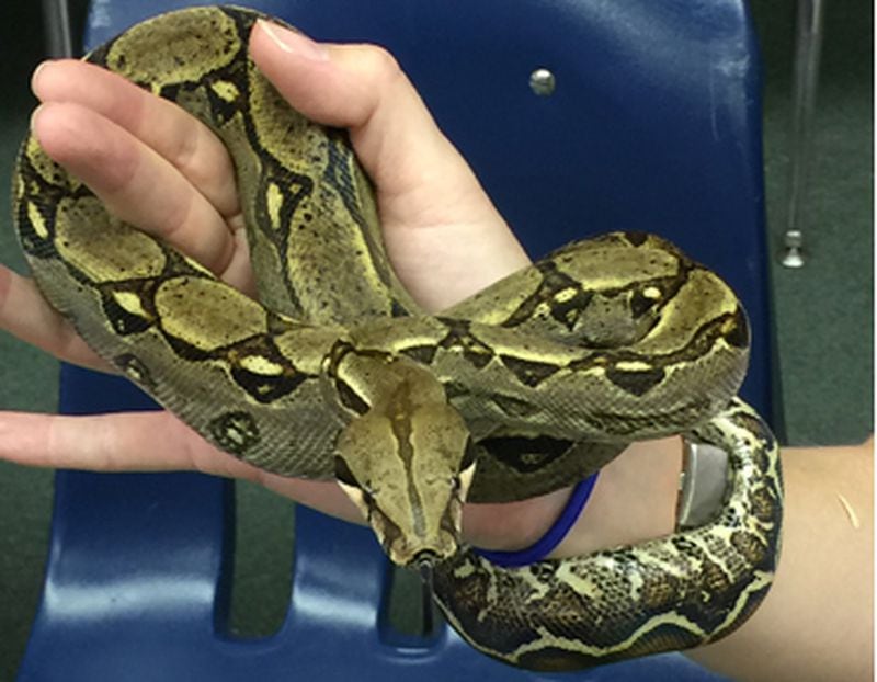 Snakes have their own day at Fernbank Science Center on Saturday.