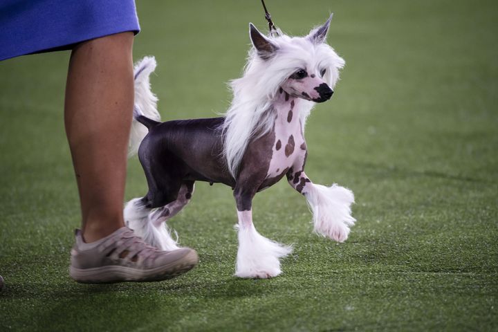 A Chinese Crested competes in the toy group at the Westminster Kennel Club Dog Show, held at the Lyndhurst Mansion in Tarrytown, N.Y., on Saturday, June 12, 2021. (Karsten Moran/The New York Times)