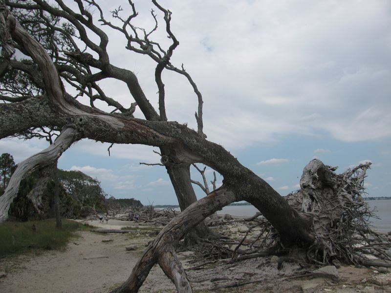 Driftwood Beach on Jekyll Island. 
Courtesy of Suzanne Van Atten