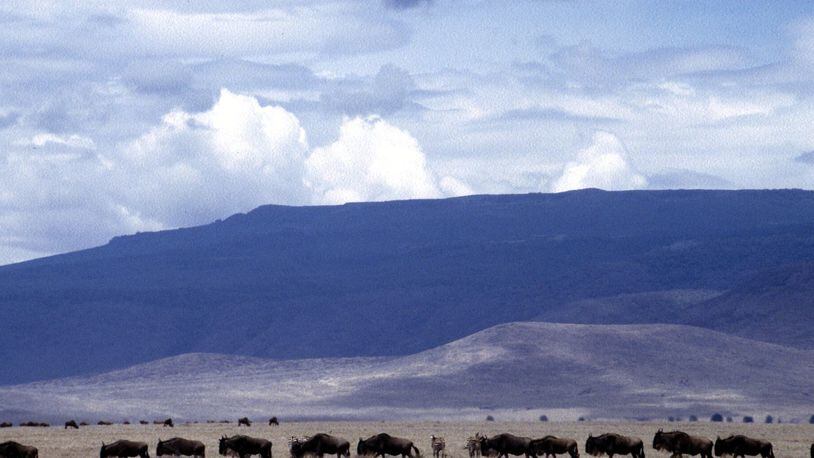 NGORONGORO CONSERVATION AREA, TANZANIA: Traveling single file as they do during their annual migration, a herd of wildebeest makes its way across the floor of Tanzania's Ngorongoro Crater.