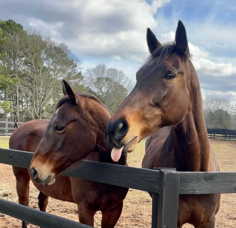 Zorro's Crossing Horse Sanctuary is a place for discarded racing horses to find healing and a forever home. Photo courtesy of Zorro's Crossing