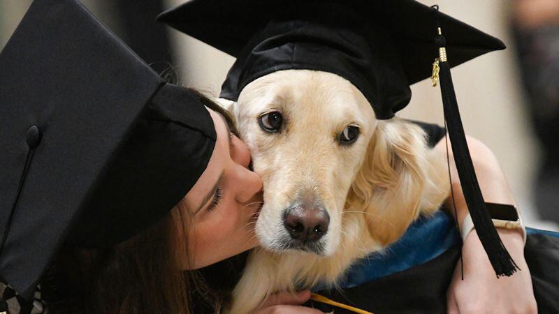 "Griffin" Hawley, the Golden Retriever service dog, is given a congratulations hug by his owner Brittany Hawley after being presented an honorary diploma by Clarkson, during the Clarkson University "December Recognition Ceremony" in Potsdam, N.Y., Saturday Dec. 15, 2018. Griffin's owner, Brittany Hawley, also received a graduate degree in Occupational Therapy. Both attended 100% of their classes together.