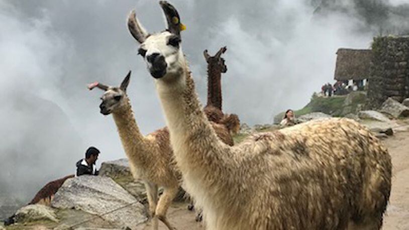 "This photo of an adult and two juvenile llamas was taken on a recent visit to Machu Picchu," wrote Tana Thomas of Marietta. "They were all running and jumping and having a great time and were very friendly.  The Andes mountains in the background were draped in fog."