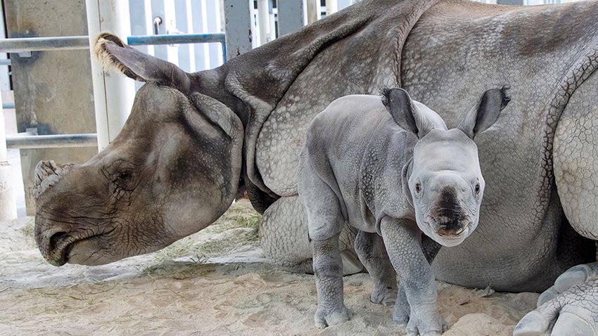 Photos: Rare, endangered Indian rhino born at Zoo Miami