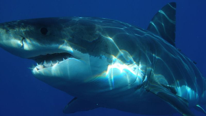 Great White Shark (File photo via Pixabay.com)