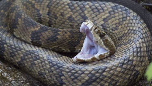 A poisonous cottonmouth snake, like the one pictured above, scared beachgoers when it was spotted on a beach in Florida.   (Dennis Church/Flickr/(CC BY-NC-ND 2.0))