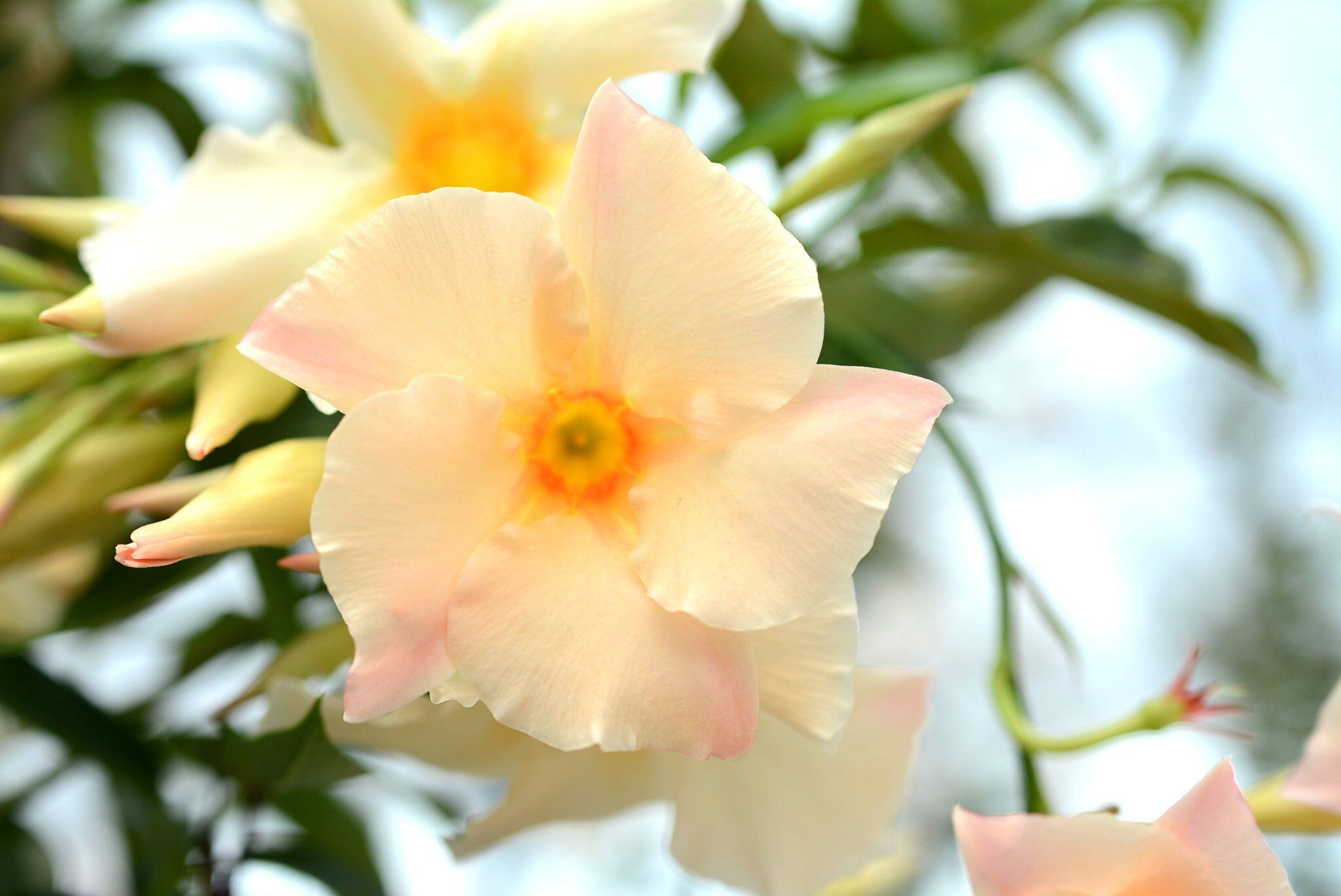 Sun Parasol mandevillas celebrate 15 years of tropical flower color
