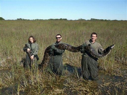 University of Florida researchers hold a 162-pound Burmese python captured in Everglades National Park, Fla.