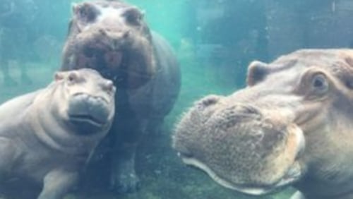 Fiona, the baby hippo, is pictured here with her family, mother, Bibi, and father, Henry at the Cincinnati Zoo’s outdoor hippo pool on Tuesday. It’s the first picture of the family together since Fiona’s premature birth in January.