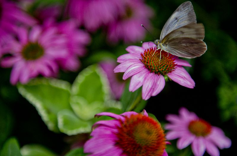 A butterfly sits on a flower inside the live butterfly exhibit tent at the Chattahoochee Nature Center in Roswell during the annual Flying Colors Butterfly Festival. The 23rd edition takes place June 4-5 this year. JONATHAN PHILLIPS / SPECIAL