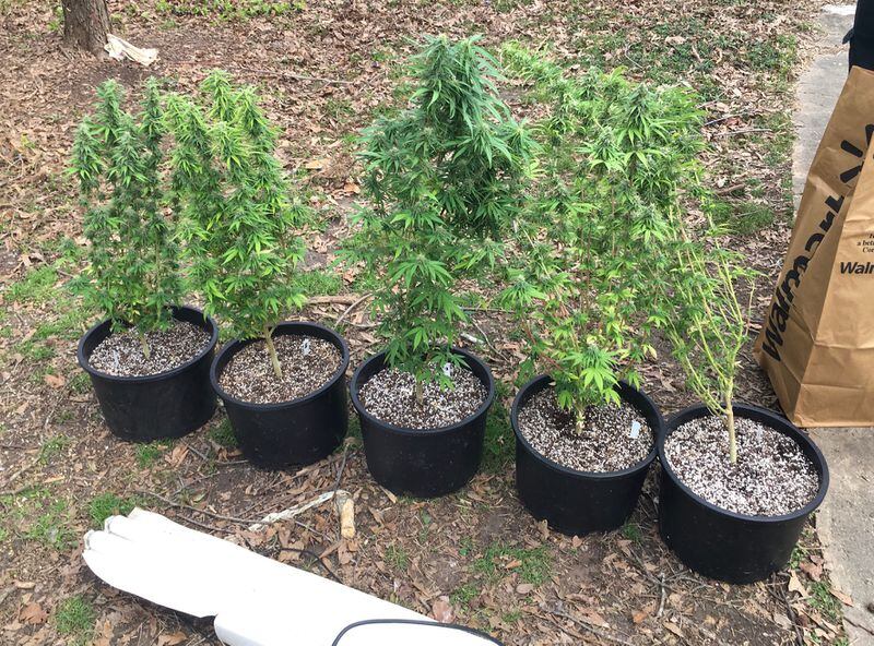 Multiple marijuana plants were seized from a Canton home Saturday, authorities said.