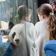Visitors view Ya Lun at Zoo Atlanta on a recent Friday. Atlanta has the last pandas in the U.S., and they’re slated to go back to China this year. (Ben Gray / Ben@BenGray.com)