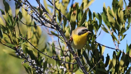 Common yellowthroats frequently crash into windows. (Photo Courtesy of Birds Georgia)