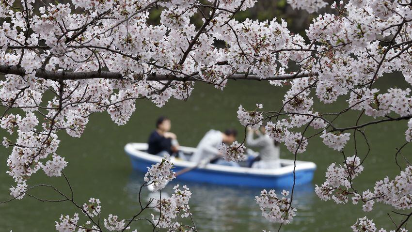 The ephemeral beauty of Japan’s cherry blossoms
