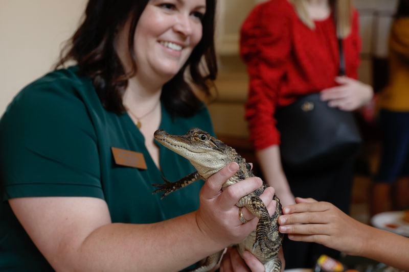 Katie Antczak, the Environmental Science Education Coordinator at Okefenokee Swamp, holds a baby alligator in honor of Okefenokee Swamp Day at the Georgia State Capitol on February 8, 2023. (Natrice Miller/The Atlanta Journal-Constitution)