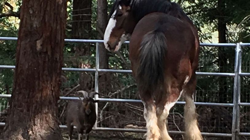 This undated photo provided by Tamara Schmitz shows Clydesdale horse Budweiser with his friend, a Nigerian dwarf billy goat named Lancelot, near Santa Cruz, Calif. Budweiser was safely back in his pen Sunday, Aug. 28, 2016, in the Santa Cruz Mountains on California's Central Coast after five days on the lam. Owner Tamara Schmitz says Buddy was busted out Wednesday, Aug. 24, by Lancelot, who knows how to butt open the stable gate. (Tamara Schultz via AP)
