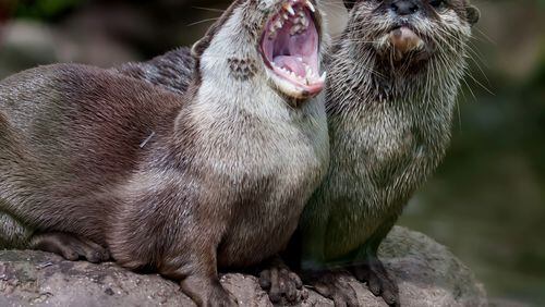 Cute animals like these otters are never a bad idea to post on social media when things are looking a little bleak. Contributed by Dreamstime