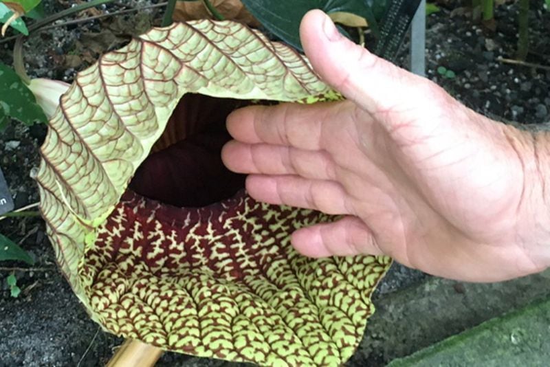 Using the smell of rotting meat to attract flies, the African Corpse Flower accomplishes its pollination duties in a grisly fashion. CONTRIBUTED: ATLANTA BOTANICAL GARDEN