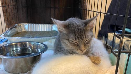 Fulton County Animal Services worked for nearly six hours to catch the nearly 60 cats and kittens found in a single Sandy Springs condo unit. Fifteen dead cats were found in the freezer.