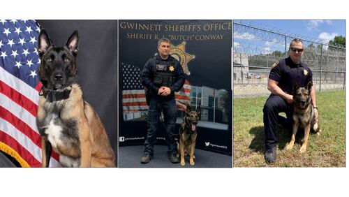 The Georgia Police K-9 Foundation has donated lightweight protective vests to (from left to right) Gwinnett County Police Department K-9 Jekel and Gwinnett County Sheriff's Office K-9s Armo and Cino.