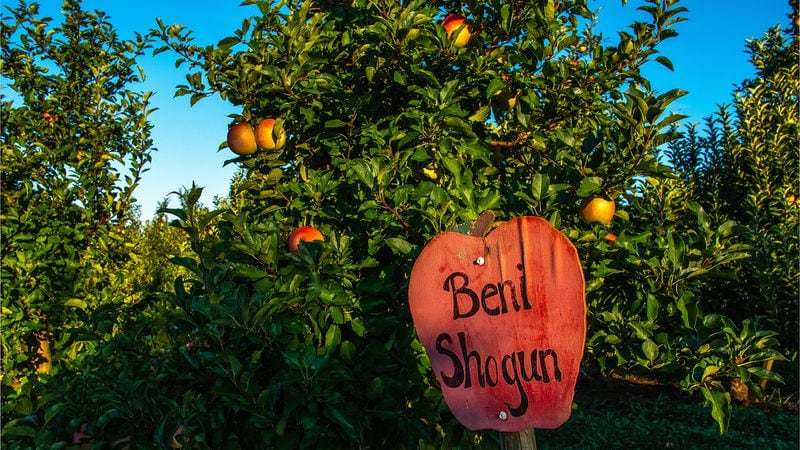 In addition to growing familiar varieties of apples, such as Fuji and Granny Smith, Mercier Orchards grows some lesser-known varieties, like these Beni Shoguns. Courtesy of Mercier Orchards