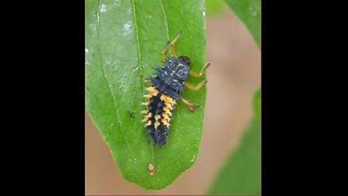 This orange and black "alligator" is actually the larva of a beneficial ladybug. It hunts and devours aphids, scale insects and mealybugs.