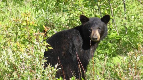 A black bear, similar to one seen in a New Jersey backyard this week. It wasn't the bear that was so unusual, but the way a neighbor's dog chased the animal away.
