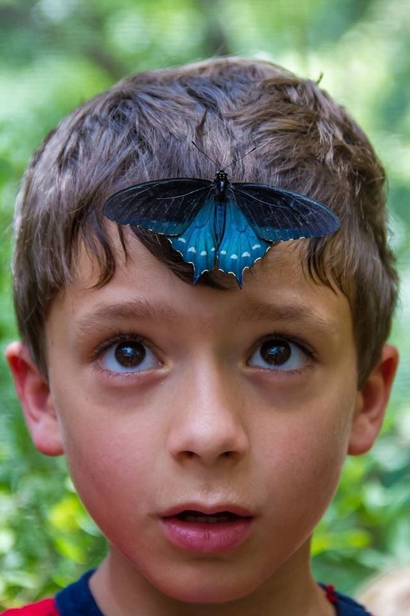 At Chattahoochee Nature Center’s Flying Colors Butterfly Festival, kids and adults will be surrounded by hundreds of butterflies. CONTRIBUTED BY CHATTAHOOCHEE NATURE CENTER
