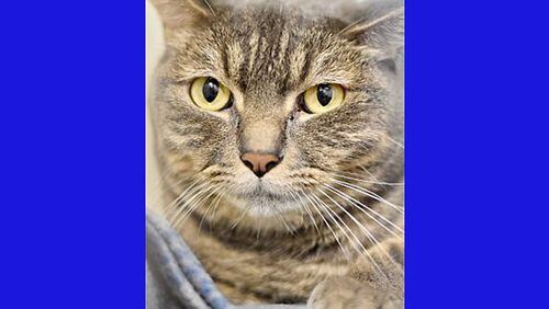 “Riley” is one of dozens of cats available for adoption at the Cherokee County Animal Shelter. “We are running out of space for adoptable cats!” the shelter says. ADOPT A PET.COM