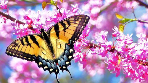 The Eastern tiger swallowtail butterfly (Georgia’s official state butterfly) is emerging from its chrysalis now and adding a dash of color to a spring day. CHARLES SEABROOK