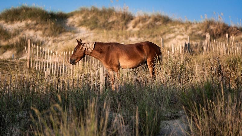 Wild Spanish mustang grazing among the dunes. Experts say the wild horses that live on the Carolina coast should survive Hurricane Florence.