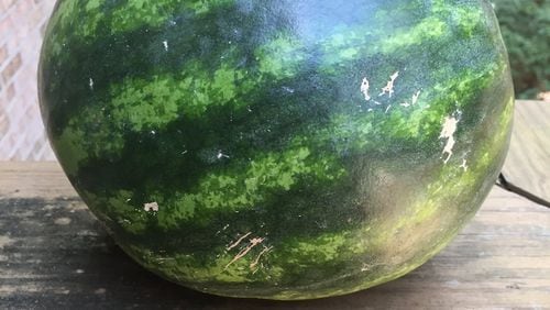 It’s not true that round watermelons are sweeter than oval ones. WALTER REEVES