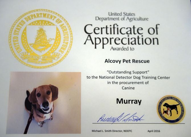 Murray the beagle