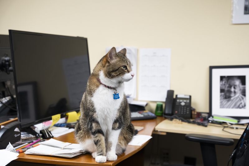 Archer is known for making himself at home at Manuel's. On a recent day, he felt free to wander into the manager's office and sit on the desk, where a portrait of Manuel Maloof, the original owner of the iconic Atlanta bar, appeared to grant approval. 