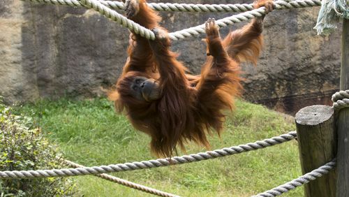 Biji, the oldest of nine orangutans at Zoo Atlanta is dead. Photo: Zoo Atlanta