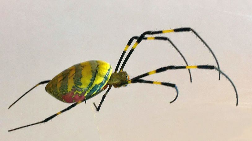 This orbweaving Joro spider was found in Jackson County. A native of Asia, the spider was first discovered in Georgia in 2014. Since then, it has rapidly been spreading in the northern half of the state. 
Courtesy of UGA Cooperative Extension Service