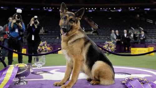 Rumor, a German shepherd, poses for photos after winning Best in Show at the 141st Westminster Kennel Club Dog Show, early Wednesday, Feb. 15, 2017, in New York. (AP Photo/Julie Jacobson)