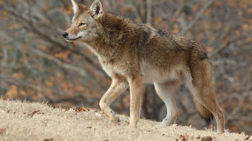 Pictured is a coyote in Piedmont Park in 2016. Many north Fulton residents are passionately for or against trapping and killing the wily creatures. Hundreds of people spoke out against the practice on a March Facebook post by the Atlanta Coyote Project that objected to coyote trapping at Roswell Area Park in north Fulton. Credit Larry Wilson/Courtesy Atlanta Coyote Project