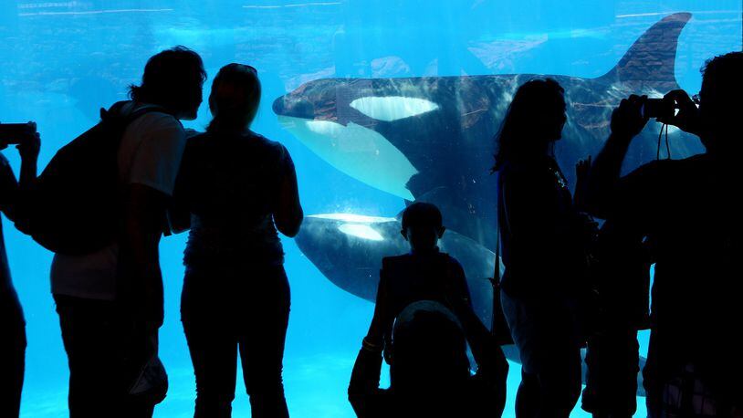 Visitors look at orca killer whales at SeaWorld in San Diego, July 17, 2013. SeaWorld said on March 17, 2016, that it would immediately cease breeding orcas and declared that the killer whales in its care would be the last generation of killer whales at its theme parks. ( Sandy Huffaker/The New York Times)