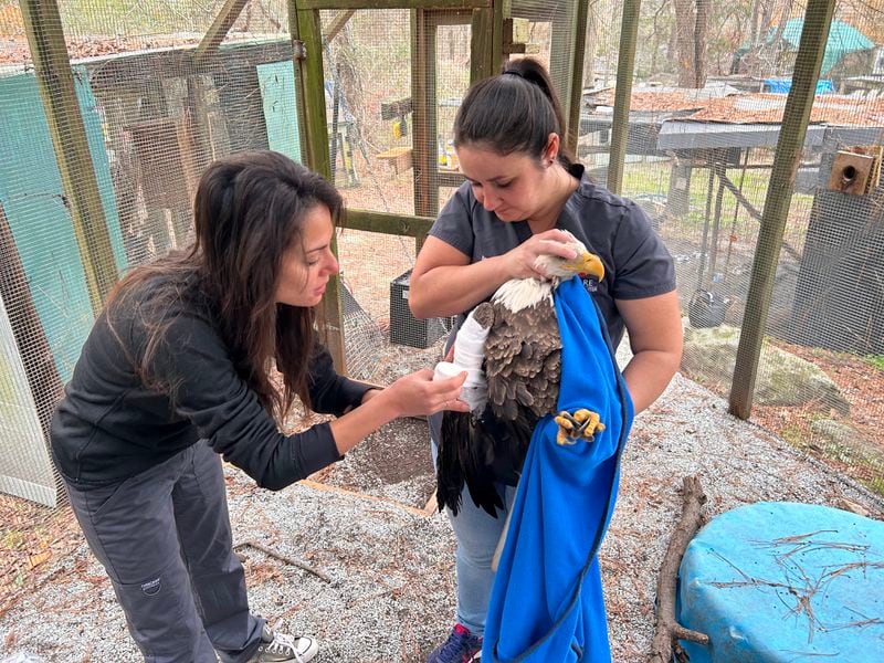 AWARE’s Director of Animal Care Marjan Ghadrdan bandages the bald eagle’s right wing while Sami Netherton carefully holds the injured bird.
(Courtesy of AWARE Wildlife Center)